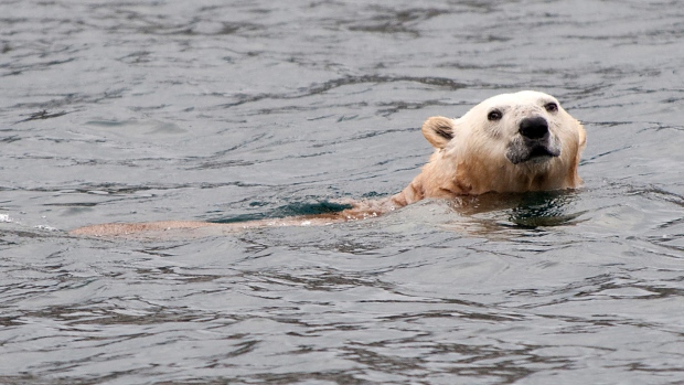 Mother Polar Bear