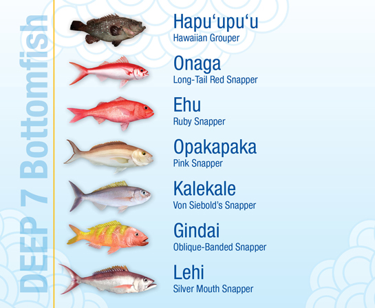 Deep 7 Bottomfish
