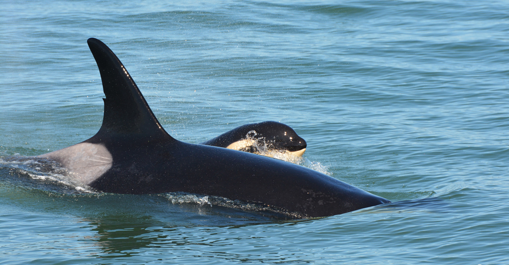 J28 Ocran and Her Calf J54