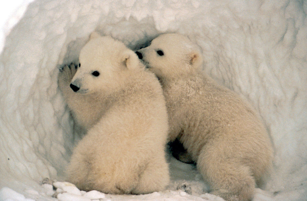 Twin Polar Bear Cubs