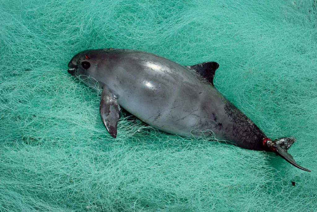 Vaquita cetacean by-catch