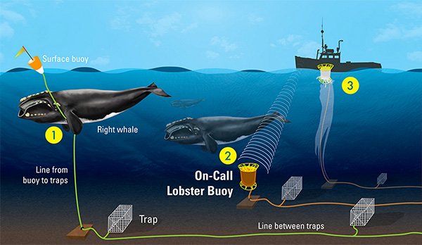whale entanglements buoy system design