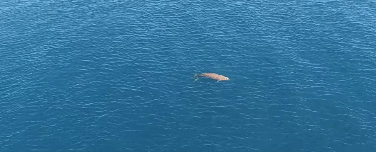 dugong drone cover photo