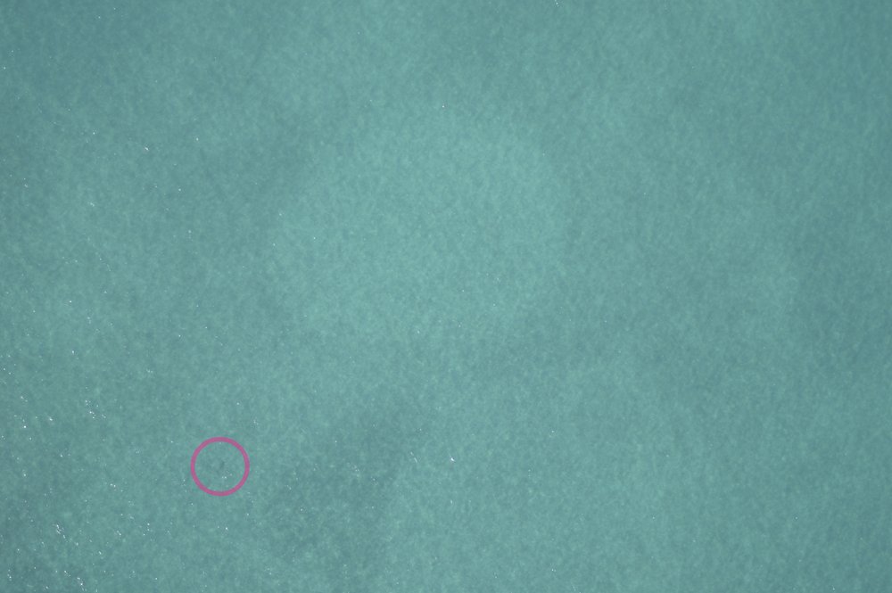 dugong drone spotting photo 2
