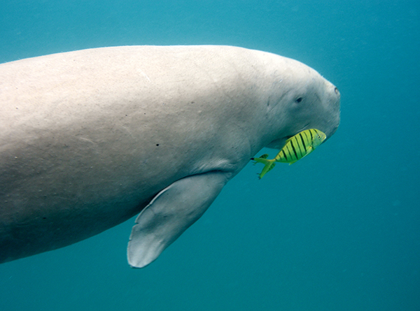 Who Wants To Play I Spy With A Sea Cow?