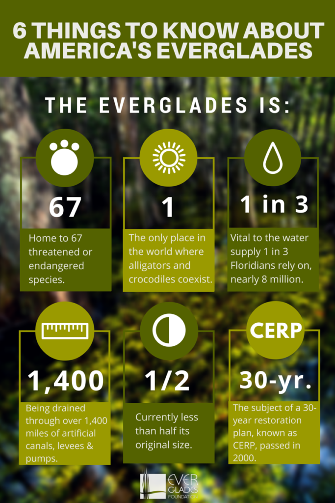 everglade foundation