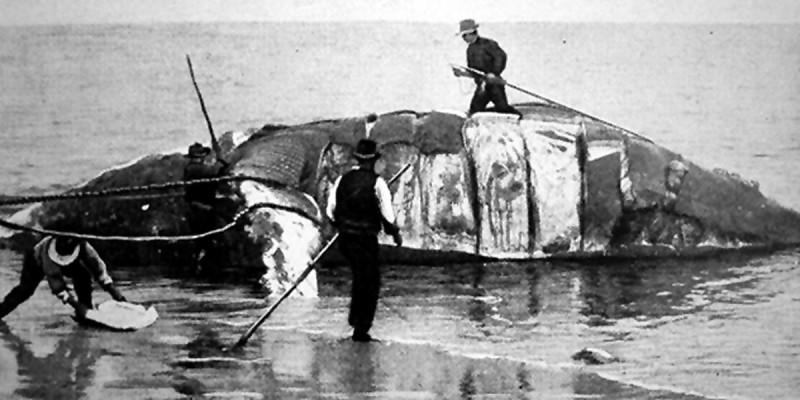 historic whaling