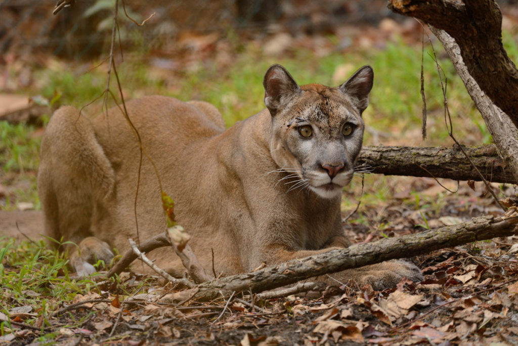 florida panther