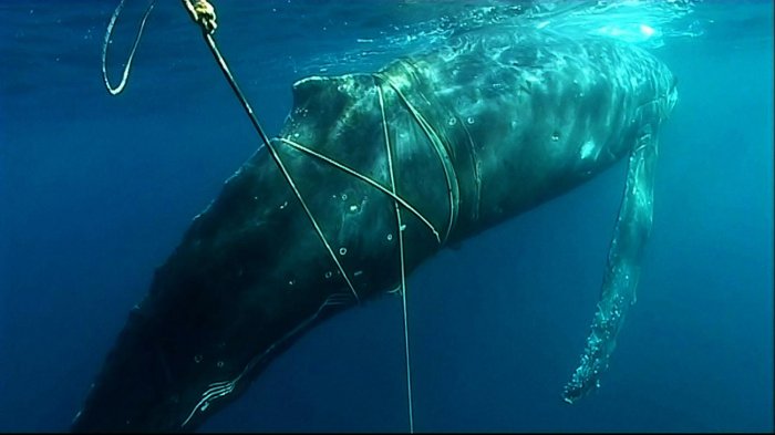 whale entanglements fishing gear