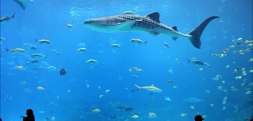 My personal experience and lessons