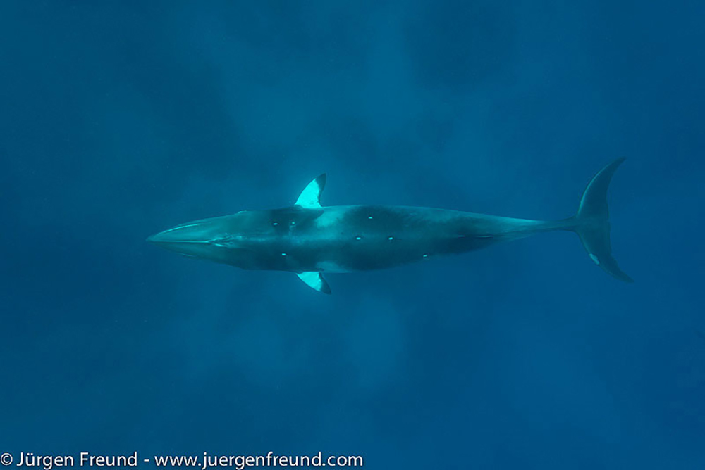 dwarf Minke whale cover