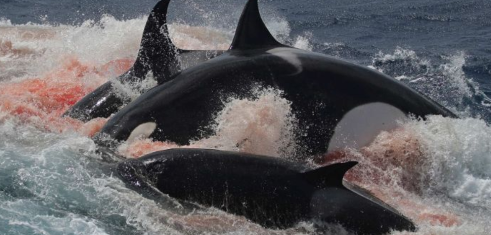 Marine Animal battle