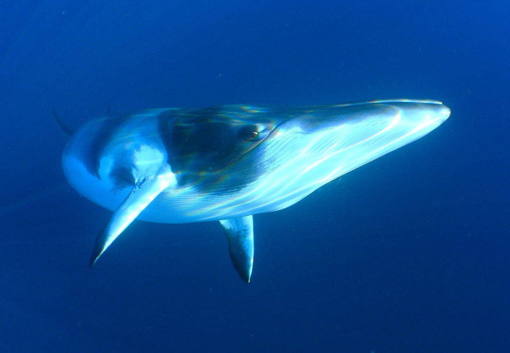 minke whale beleen photo
