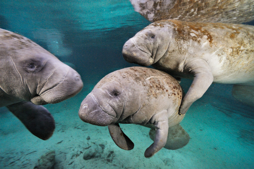 group of manatees sea cows