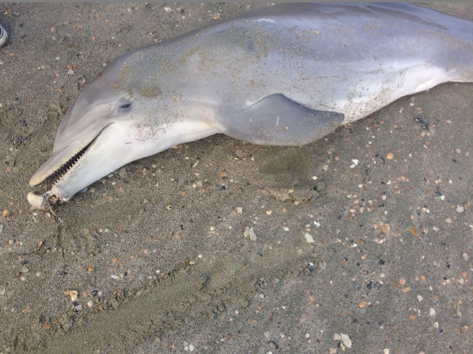 Dead Dolphin due to Ocean Debris