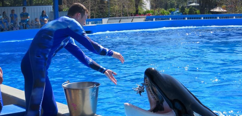 Tilikum VS. J-34: A Tale Of Two Killer Whales