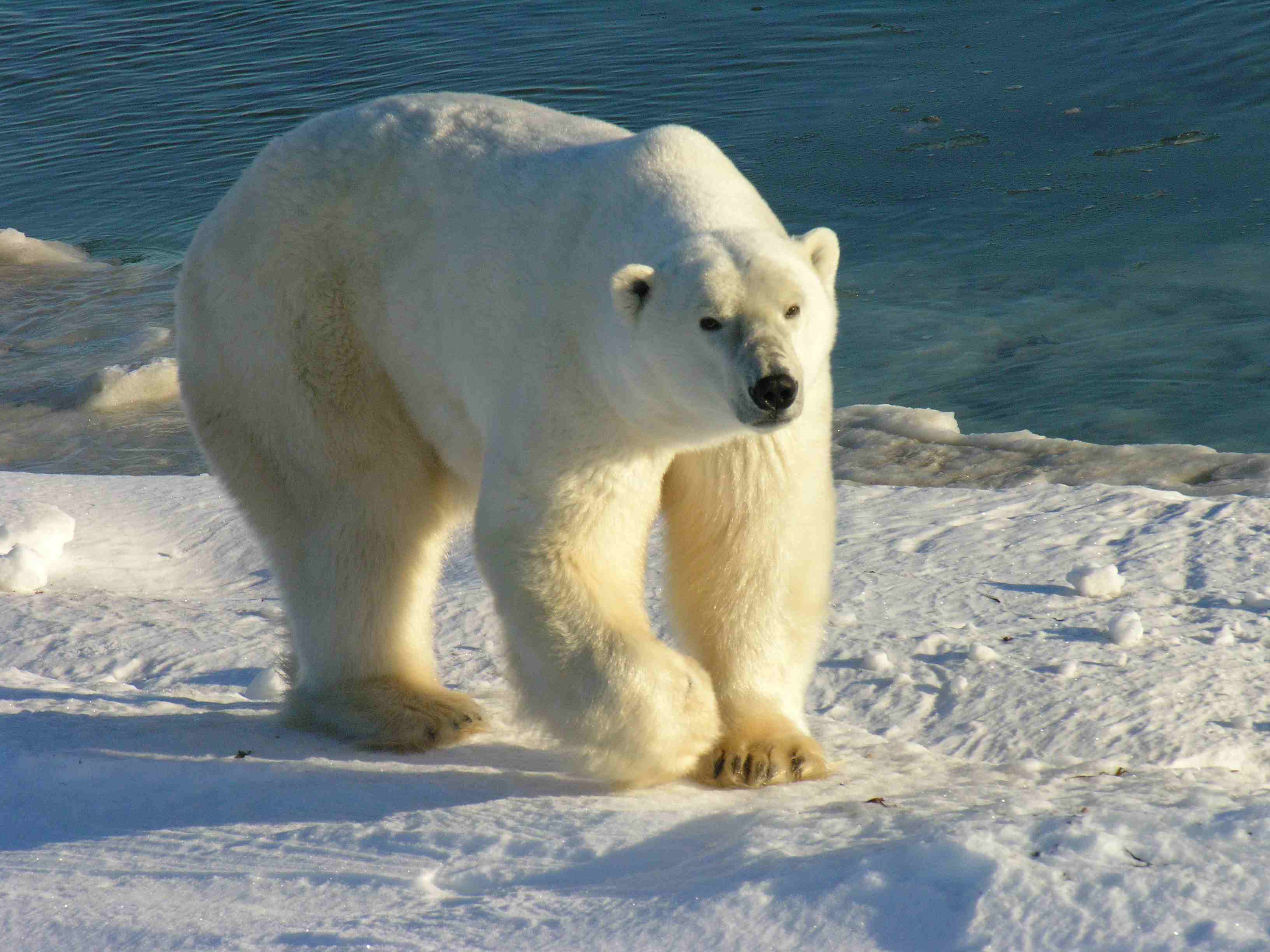 Polar Bear Manitoba Canada
