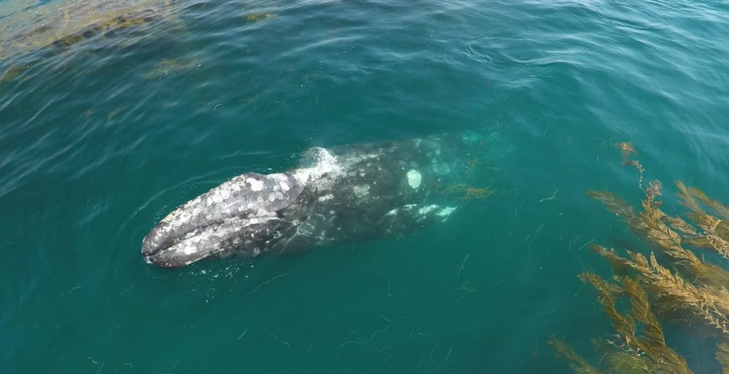 aerial photo baby gray whale