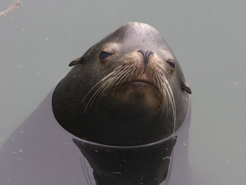 sea lion sight impaired solution for marine mammals.