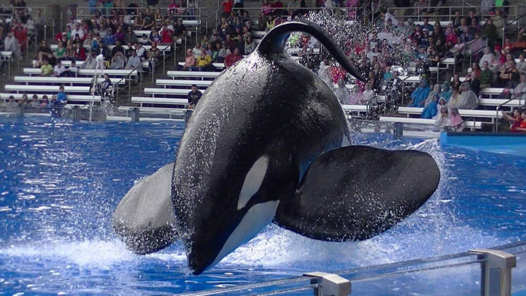 What You Need To Know About Tilikum(01)