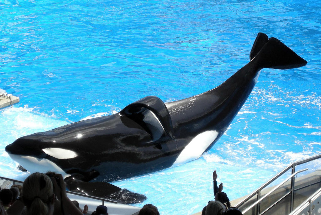 What You Need To Know About Tilikum(00)