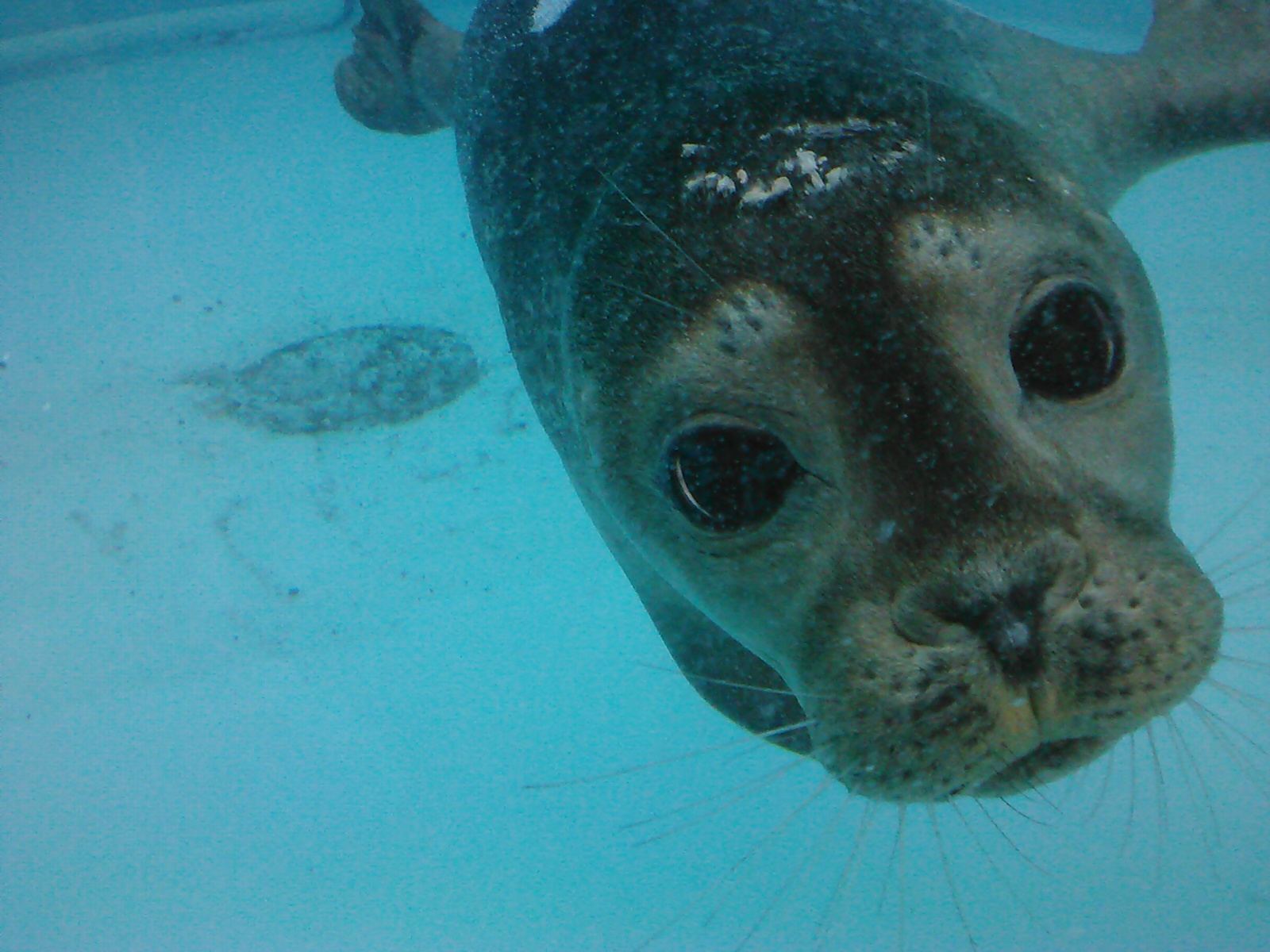 Mystic Aquarium Receives Seal Of Approval From American Humane