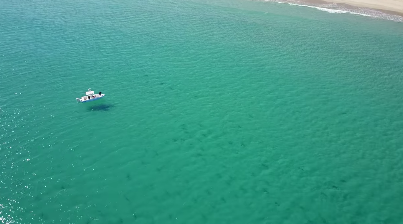 drone captures annual blacktip reef shark migration