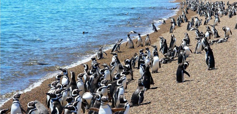 Breeding Season Brings Record Number Of Magellanic Penguins To