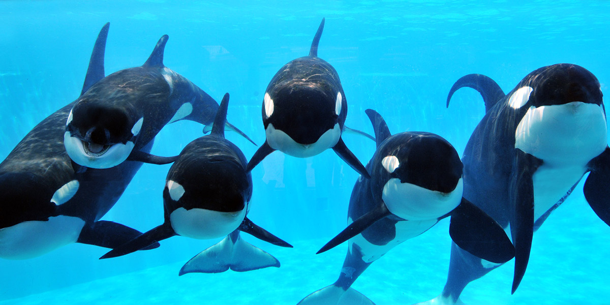 SeaWorld Moves Forward After Announcement Heard Around the World