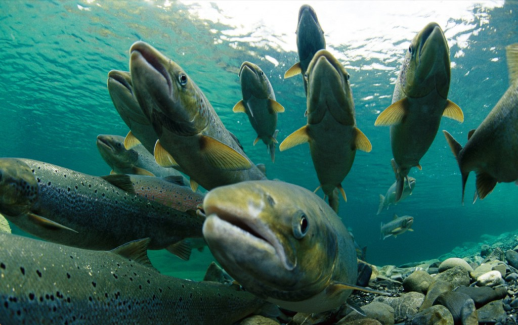 Chinook Salmon Play A Crucial Role In The Puget Sound Food 
