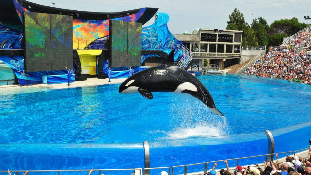 seaworld orca jumping