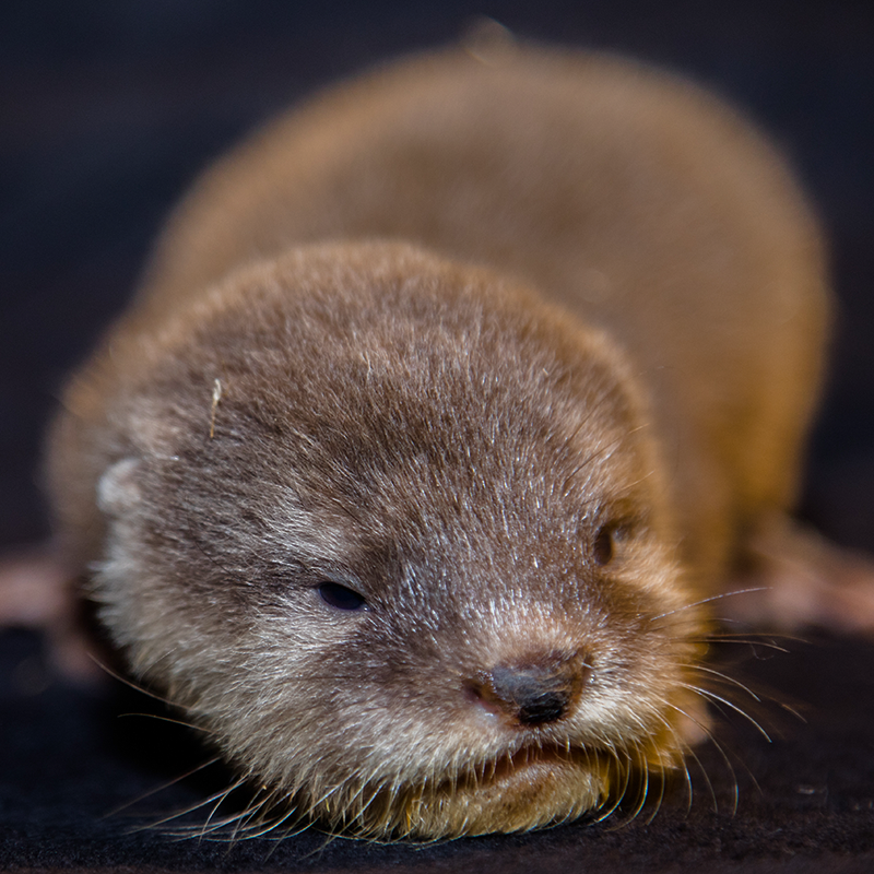 There's A Few New (And Otterly Adorable) Otter Pups In Dubai