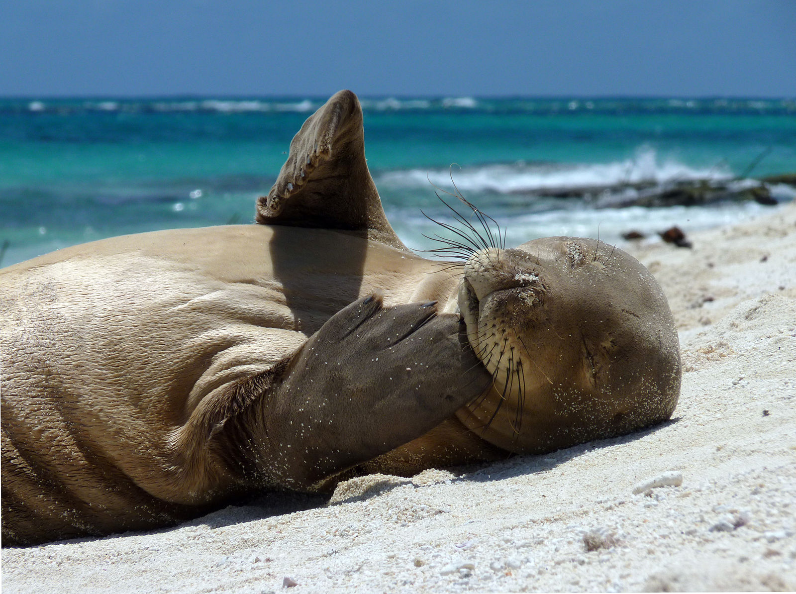 2017 Is The Hawaiian Monk Seal & NOAA's 10 Year Anniversary