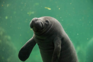 Super Sensitive Body Hairs Give Manatees A Sixth Sense