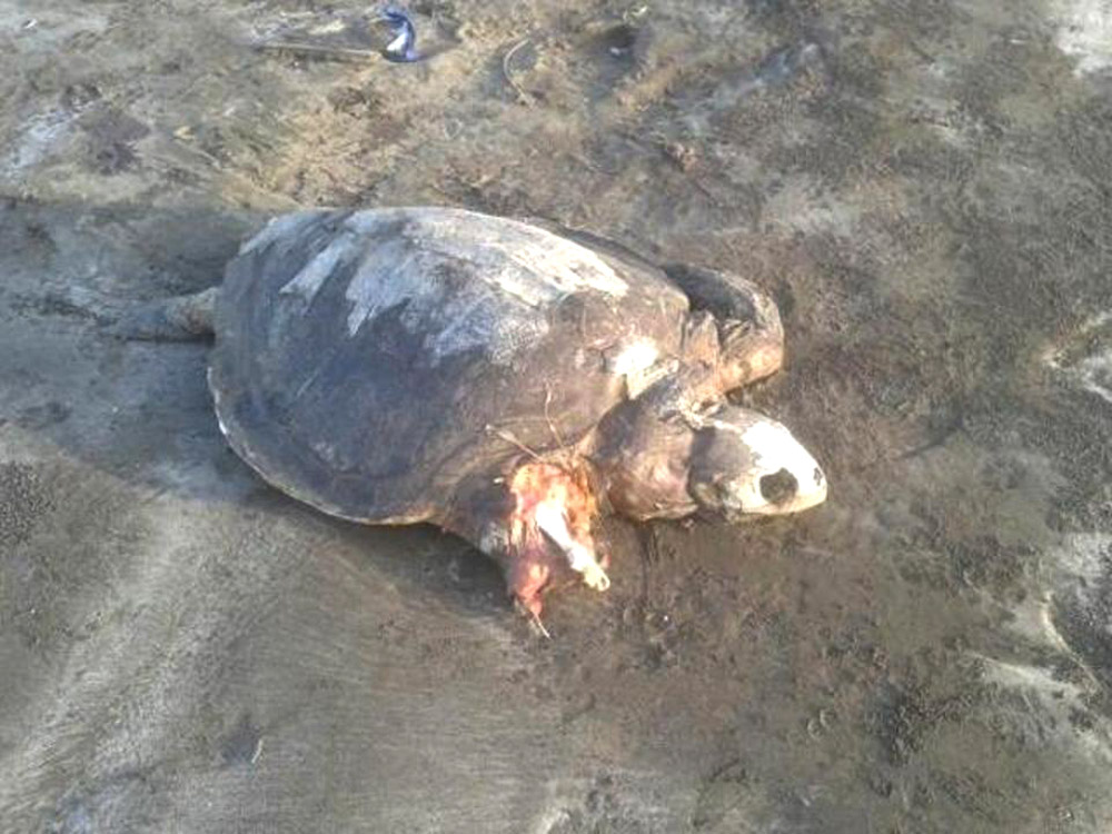 body of a turtle washed up on beach mumbai string of deaths