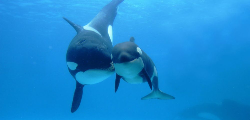 A Study In Whale Genitalia: How Female Cetaceans Pick And Choose The Best For Their Calf