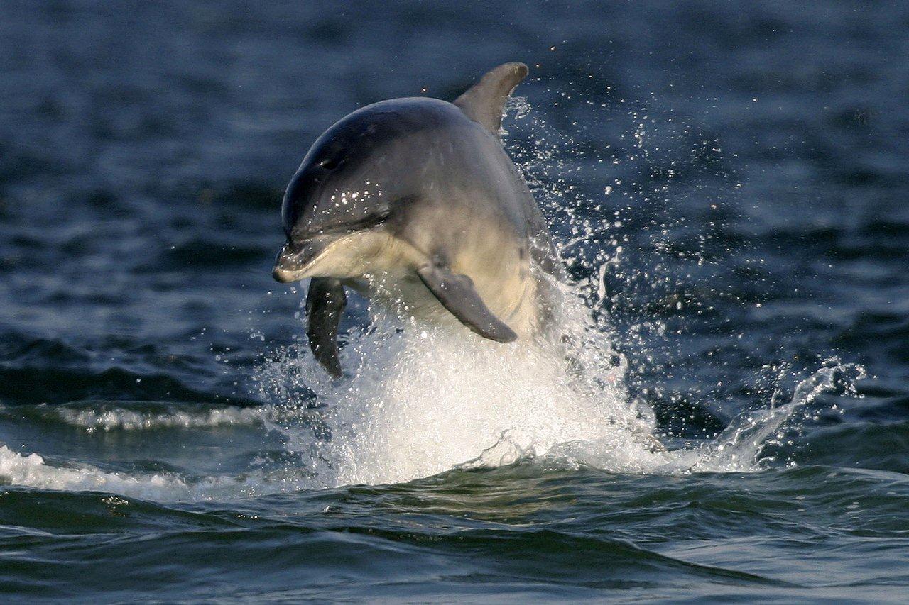 underwater alarms may be threatening marine life