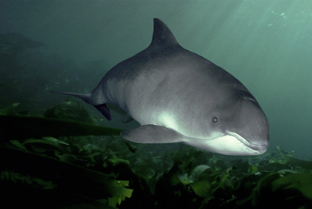 harbor porpoise