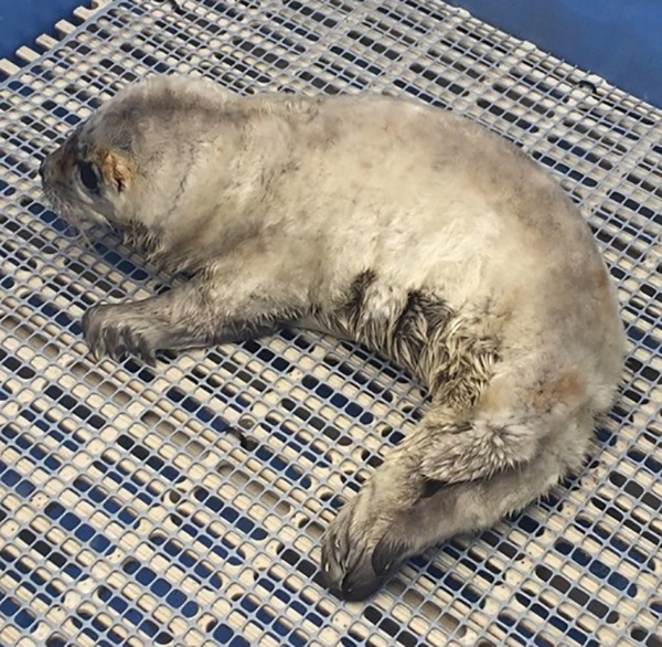 abandoned baby seal pup recovering at the vancouver aquarium