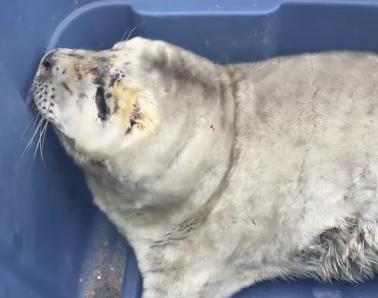 tiny seal pup in rubbermaid bin