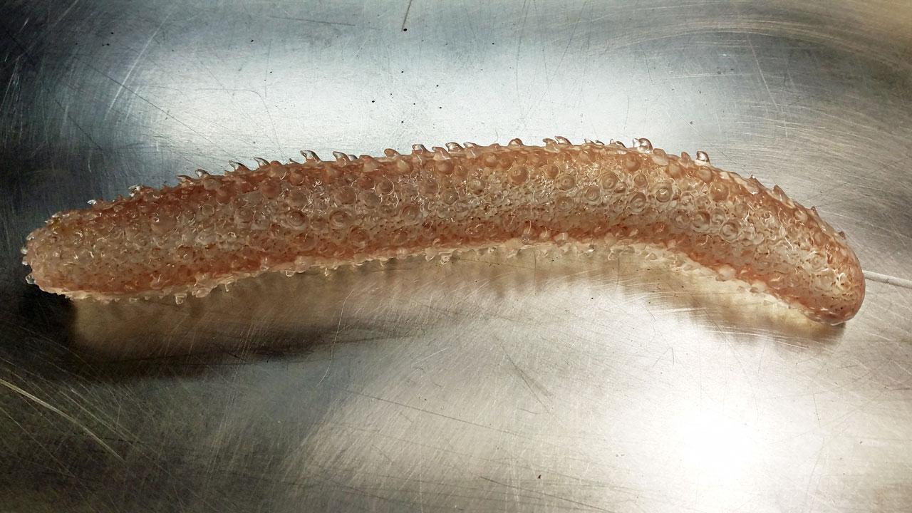 Hordes Of Bizarre Gelatinous Creature Swamp The West Coast Awesome Ocean