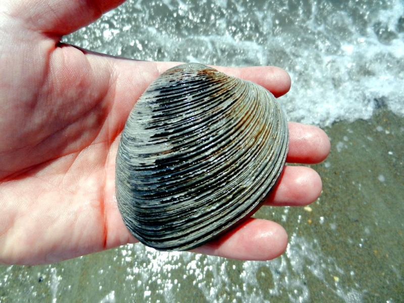 Meet One Of The Oldest Living Animals In The Entire World Awesome Ocean