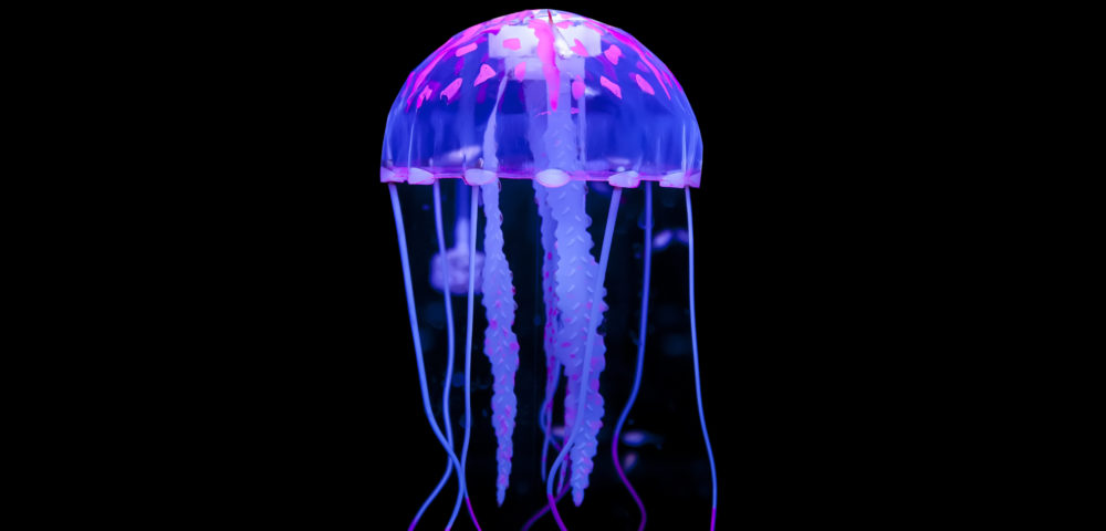jellyfish