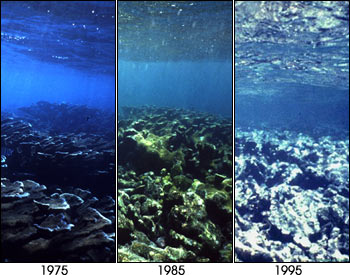 carysfort reef