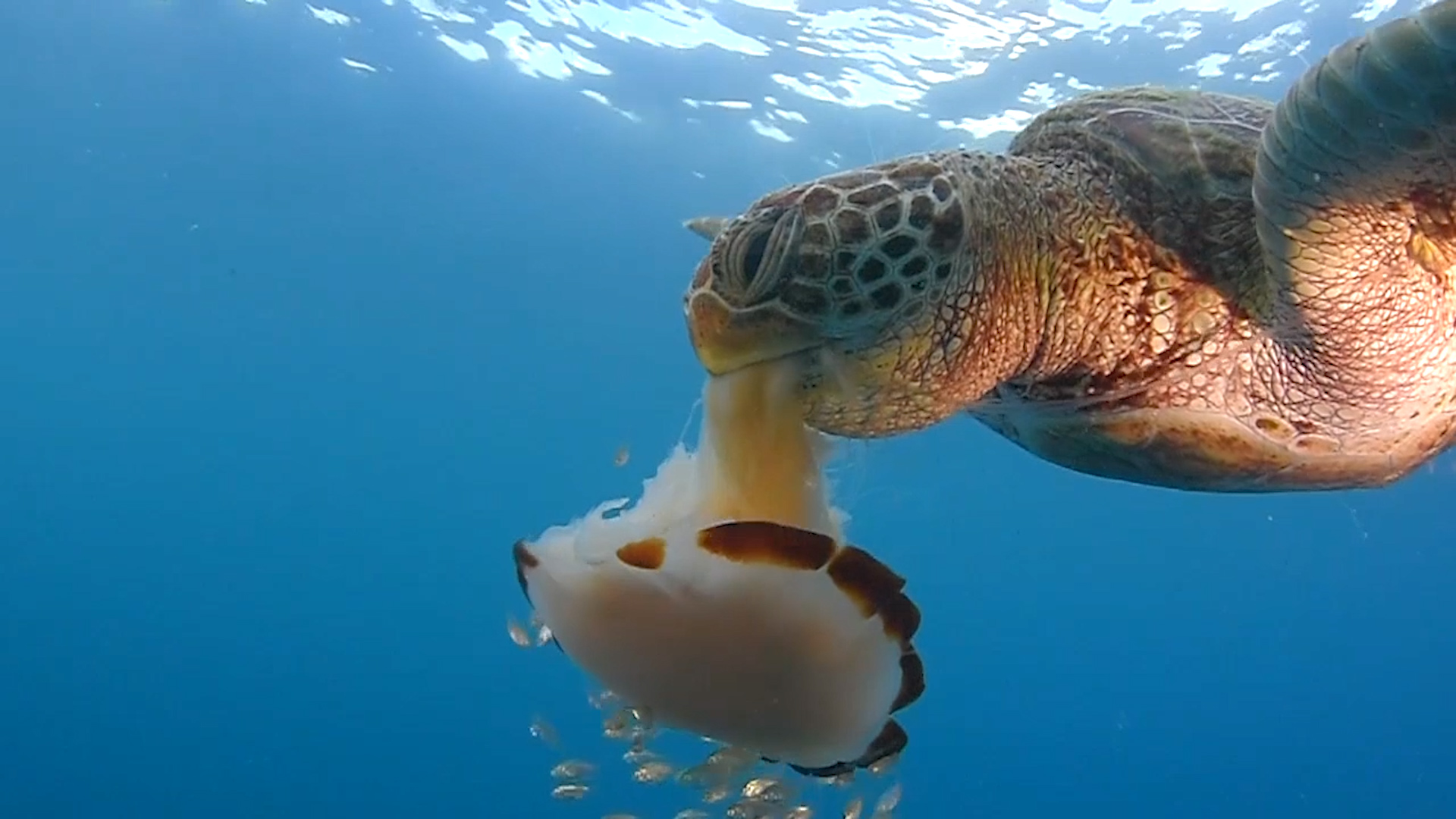 A Closer Look At A Green Sea Turtle's Yummy Jellyfish Snack