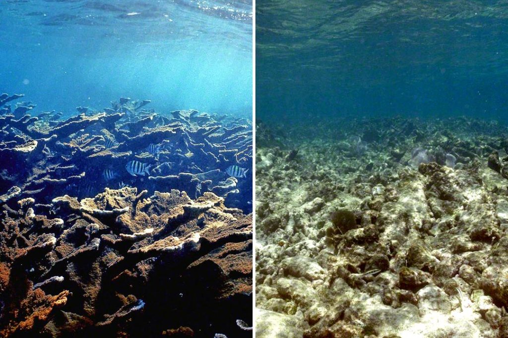 coral reef