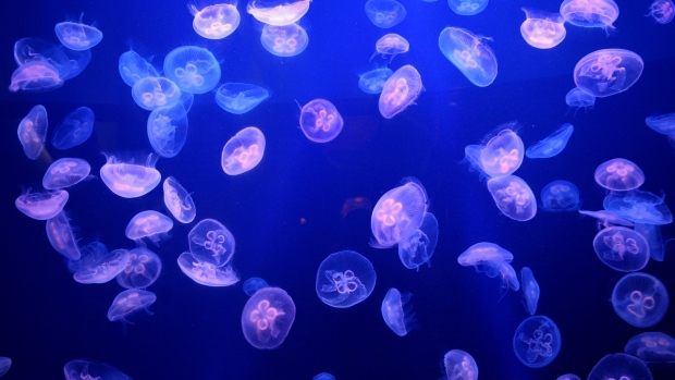 moon jellyfish