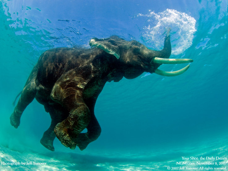 An Asian Elephant Was Rescued From The Ocean 10 Miles From Shore