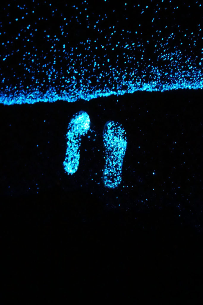bioluminescent phytoplankton
