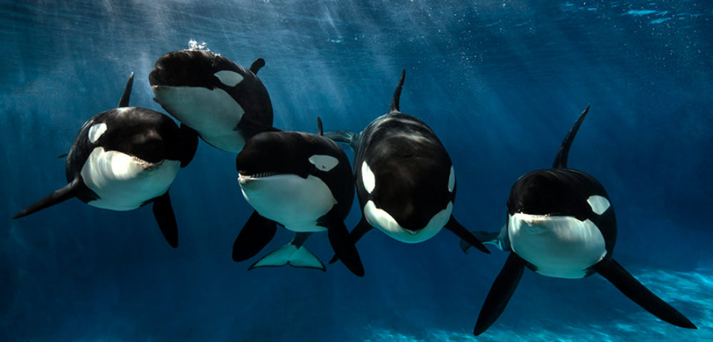 killer whale Archives - Page 2 of 12 - Awesome Ocean